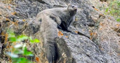 Descubren nuevas especies de ardillas voladoras en el Himalaya; tienen el tamaño de un gato