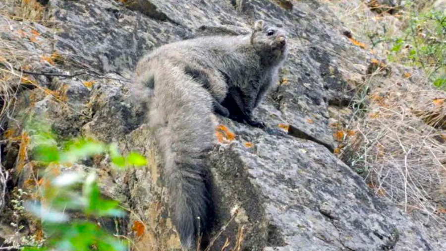 Descubren nuevas especies de ardillas voladoras en el Himalaya; tienen el tamaño de un gato