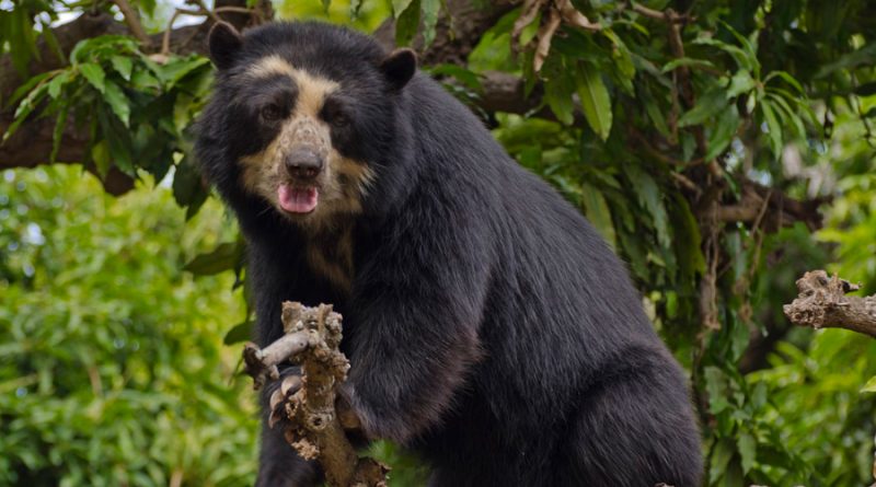Descubren una población de osos de anteojos en los bosques secos de Bolivia