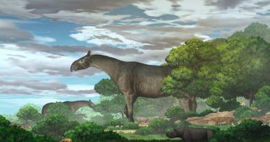 Encuentran los restos de un antiguo rinoceronte gigante: era más alto que una jirafa