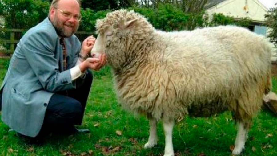 Se cumplen 25 años de la oveja Dolly, primer mamífero clonado