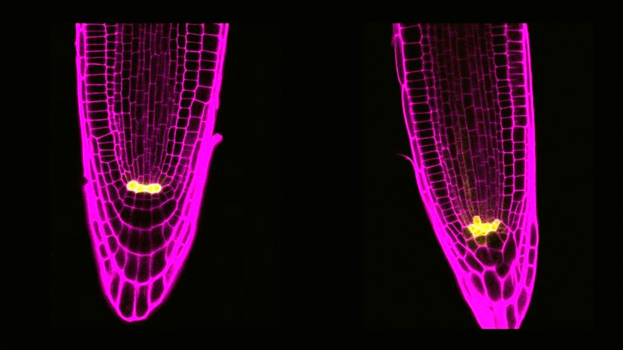 Hallan dos proteínas en células madre de plantas que podrían atenuar el envejecimiento