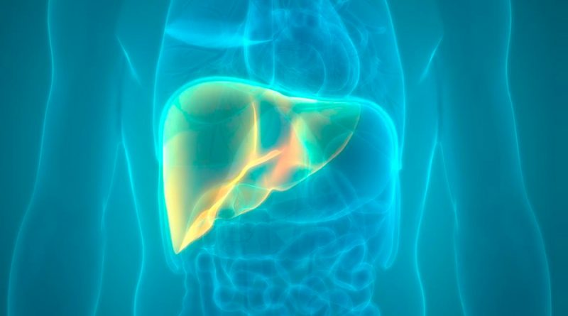 Consiguen reparar vías biliares en hígados humanos mediante organoides