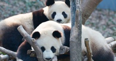 El oso panda ya no es especie "en peligro", según China