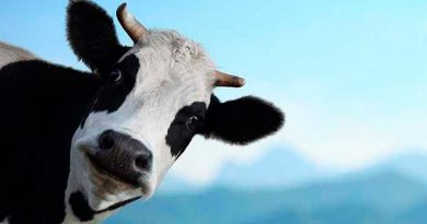 Científicos rusos clonaron una vaca y editando sus genes quieren eliminar de su leche la proteína que causa la intolerancia a la lactosa