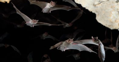 Los murciélagos enfermos toman “sana distancia”, revela estudio