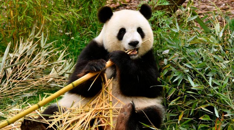 El oso panda ya no es especie en peligro, según China