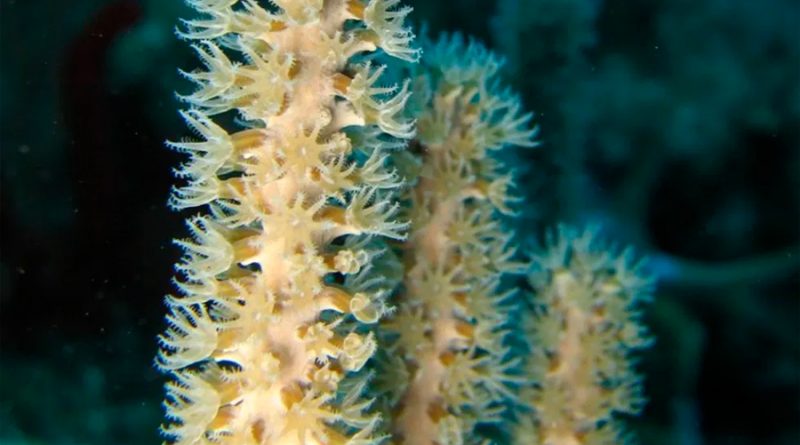 UNAM busca opciones para conservación de arrecifes de coral