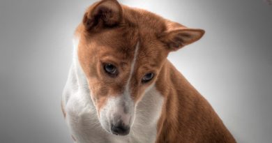 Basenji: el único perro en el mundo que no ladra; ve sus características
