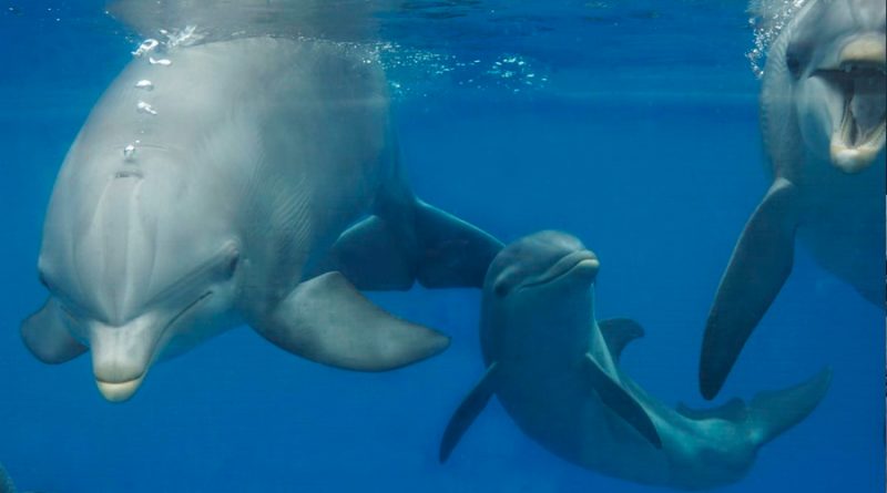 Los delfines adaptaron su esperma para reproducirse en el medio acuático