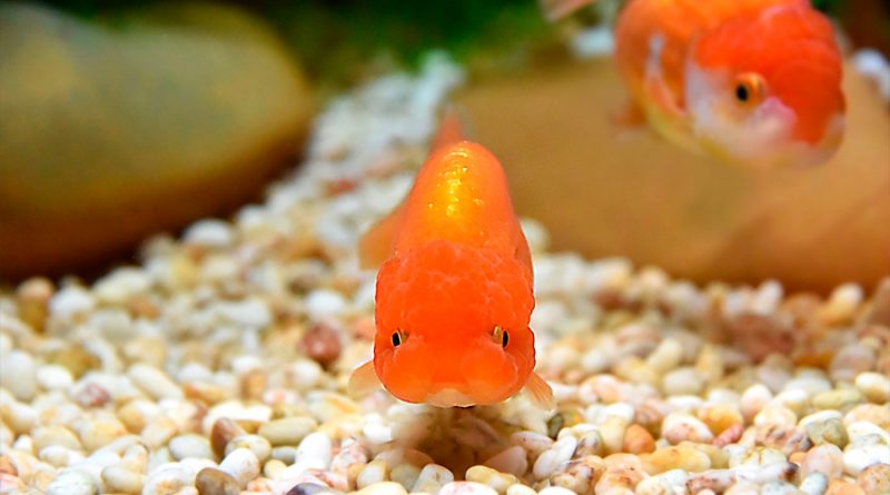 Los populares peces dorados se están convirtiendo en "monstruos" en lagos y ríos del mundo