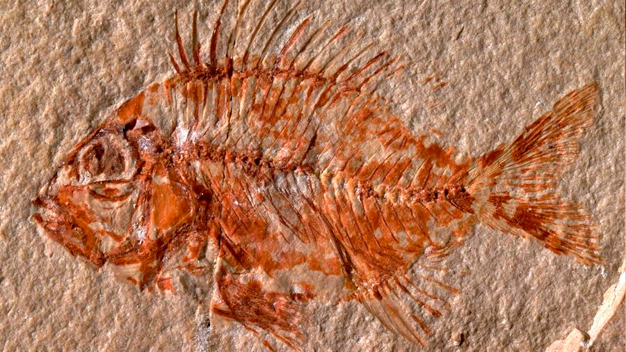 Hallan una nueva especie de pez en México que vivió hace 95 millones de años