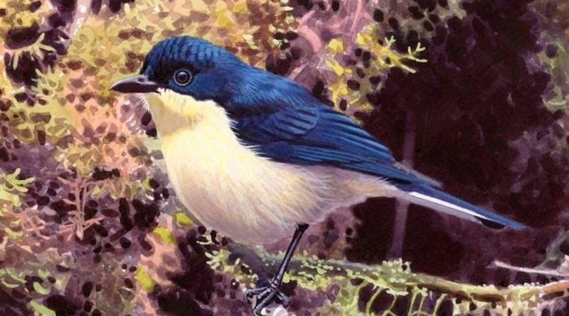 Descubren una nueva especie de ave en los bosques nubosos de Papúa