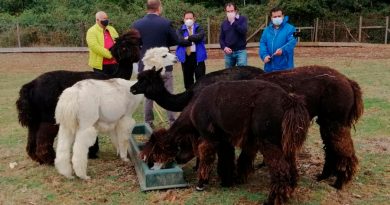 Científicos de AL investigan tratamientos anticovid con enalpacas y burros