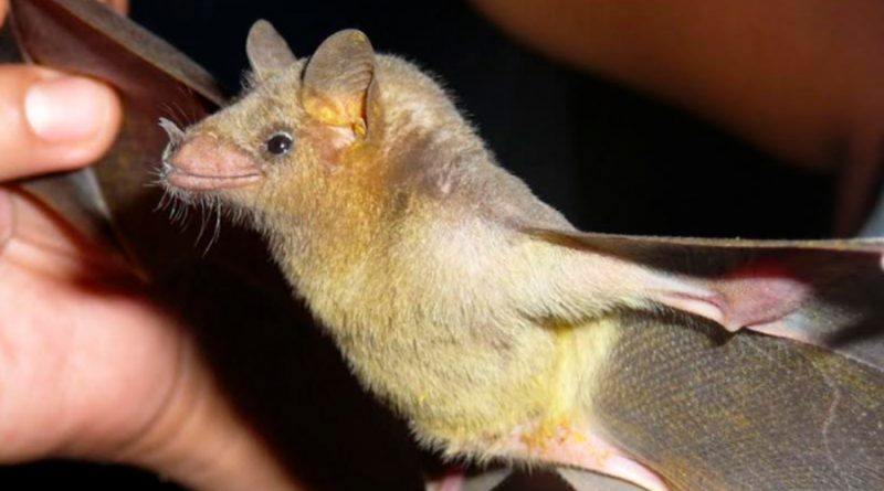 Estudian investigadores del IPN aportación ecológica de los murciélagos al sector mezcalero