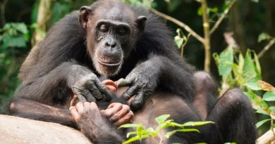 Los chimpancés no han entrado en la edad de piedra