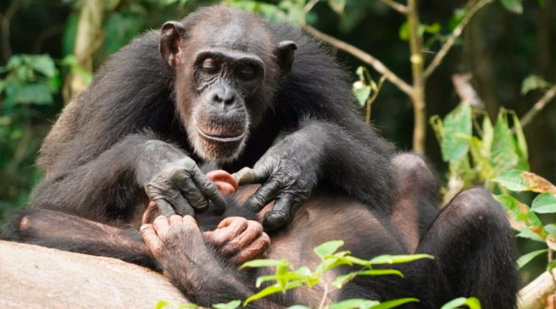 Los chimpancés no han entrado en la edad de piedra