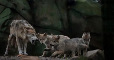Nace camada de lobos en México, esperanza para evitar extinción