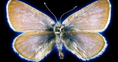 ADN confirma el primer insecto extinguido por el ser humano en EU