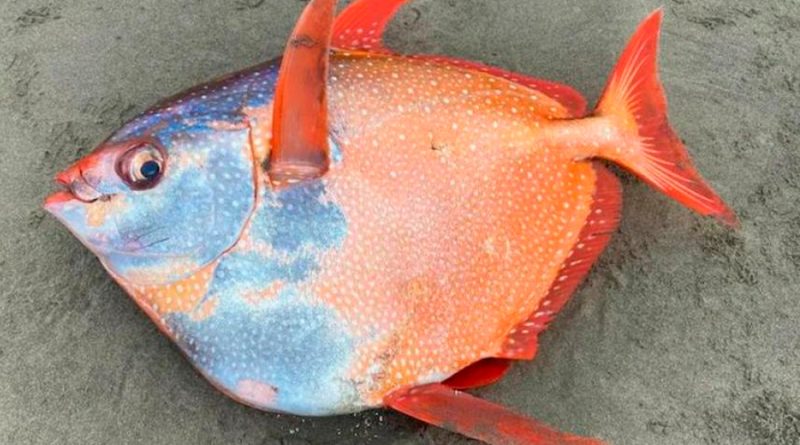 Enorme pez de un metro es encontrado en playas de Estados Unidos