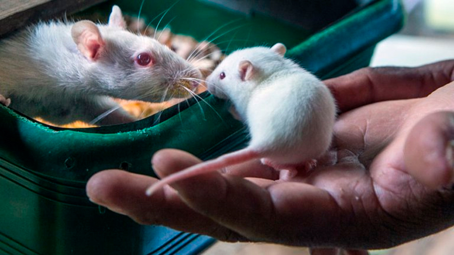 Científicos de dos universidades de EEUU lograron erradicar el cáncer con metástasis en ratones y perros