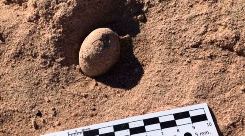 Hallan en sur de Argentina 160 huevos fósiles de aves prehistóricas