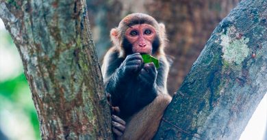 China reporta la primera muerte de un humano por el raro virus del mono B