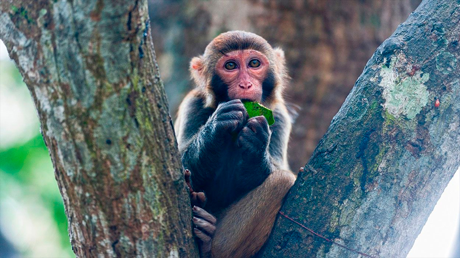 China reporta la primera muerte de un humano por el raro virus del mono B