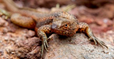 El descenso de anfibios y reptiles es por la acción humana y no por el cambio climático