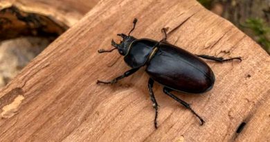 Expertos hallan una nueva especie de escarabajo en Bolivia