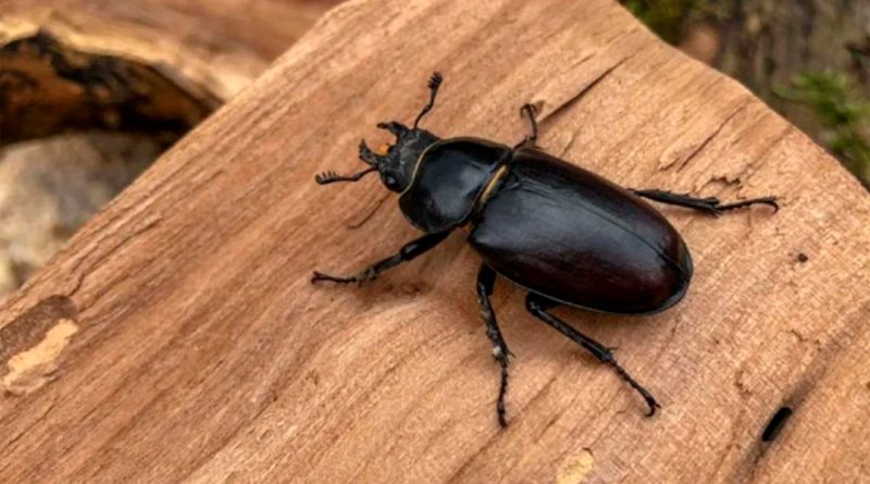 Expertos hallan una nueva especie de escarabajo en Bolivia