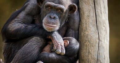 Discriminación entre primates: chimpancés salvajes asesinan a un bebé albino