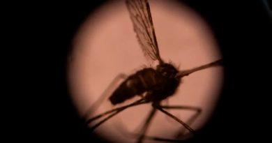 BioNTech apuesta por una vacuna contra la malaria usando ARN mensajero