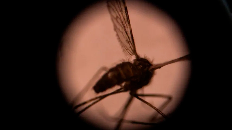 BioNTech apuesta por una vacuna contra la malaria usando ARN mensajero