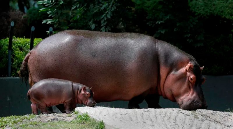 Un hipopótamo bebé es la nueva atracción de un zoológico mexicano