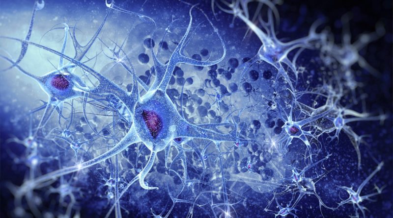 Identificado el mecanismo que desencadena la respuesta de las neuronas del cerebro