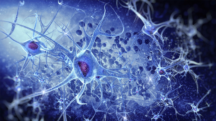 Identificado el mecanismo que desencadena la respuesta de las neuronas del cerebro