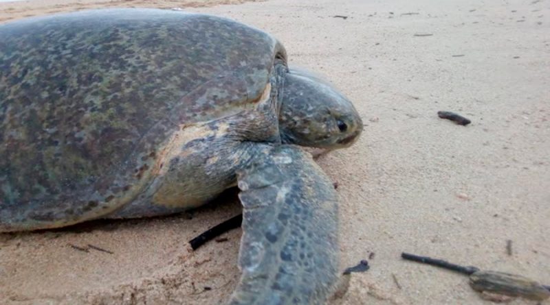 Con biometría digital desarrollan en el IPN sistema de reconocimiento de tortugas marinas para su conservación