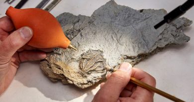 Descubren cementerio de extraños animales marinos de hace 167 millones de años