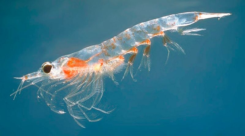 Plástico y acidificación obstruyen el desarrollo del krill antártico