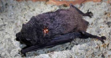 El enigma de las moscas vampiras que chupan sangre de murciélago