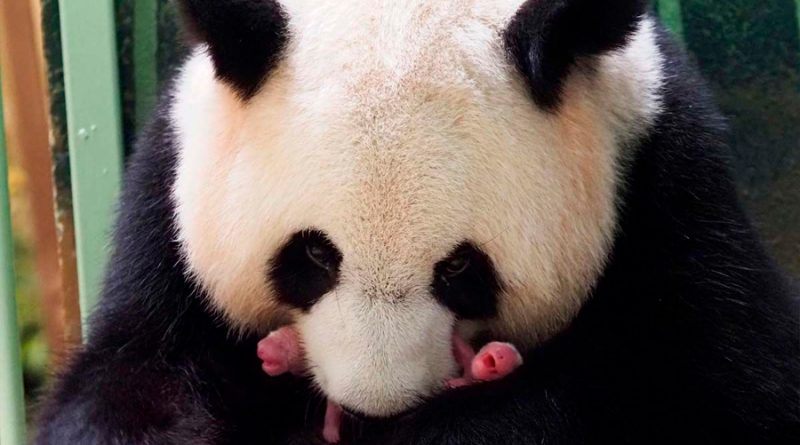 Nacen dos crías de panda gigante en Francia