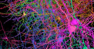 Así es el mapa 3D cerebral de un mamífero más detallado de la historia