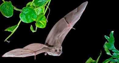 Los murciélagos cuentan con un 'GPS cerebral' para guiarse al volar