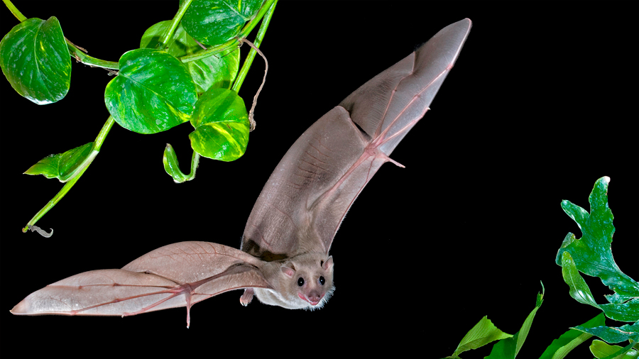 Los murciélagos cuentan con un 'GPS cerebral' para guiarse al volar