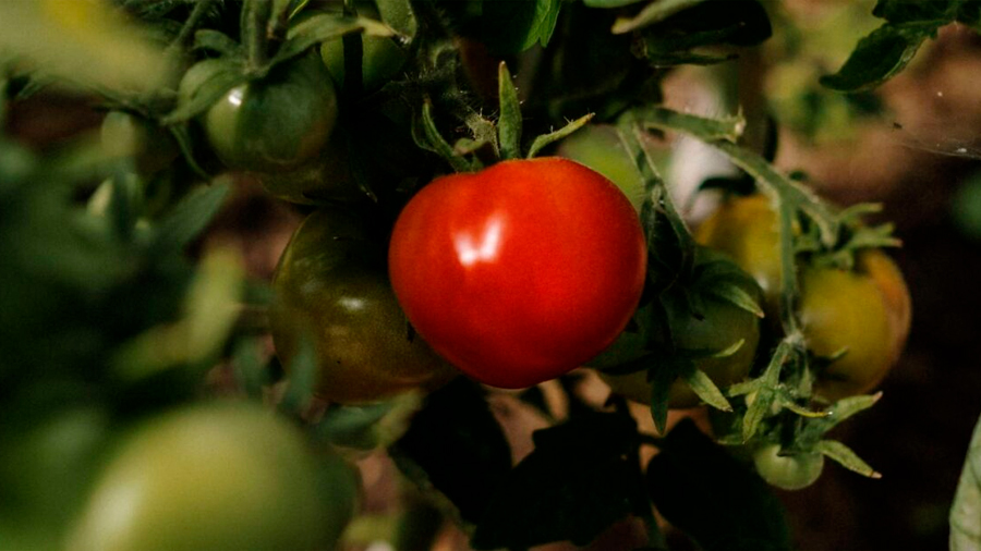 Un estudio explica cómo el tomate y otras frutas pueden llegar a ‘llorar’ y lanzar un aviso al tallo
