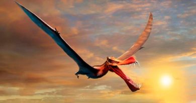 Encuentran en Australia a un dinosaurio volador, descrito como un dragón