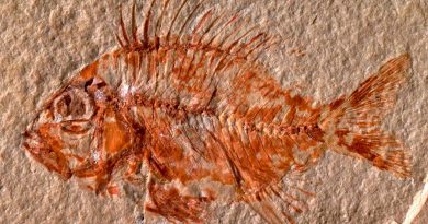 Descubrieron en México una nueva especie de pez que vivió hace 95 millones de años