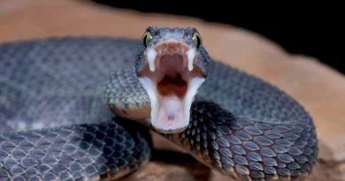 Revelado el secreto evolutivo de los colmillos de serpiente