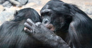 Los simios también siguen normas de cortesía en sus interacciones